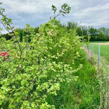 KI generiert: Grüne Sträucher und Wiese neben einem Zaun unter bewölktem Himmel.