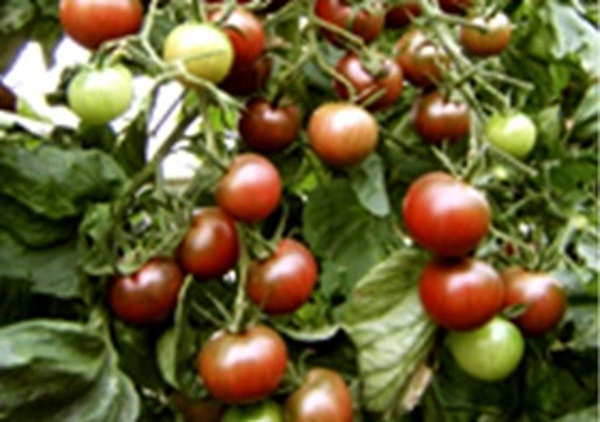 Produktfoto zu Tomatenpflanze Black Cherry