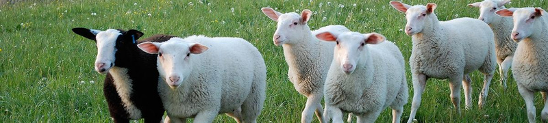 NEU: Schafjoghurt regional