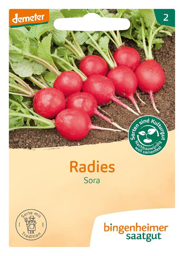 Produktfoto zu Samen: Radieserl 'Sora'