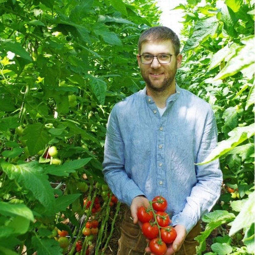 KI generiert: Ein Mann steht in einem Gewächshaus zwischen Tomatenpflanzen und hält Tomaten in den Händen.
