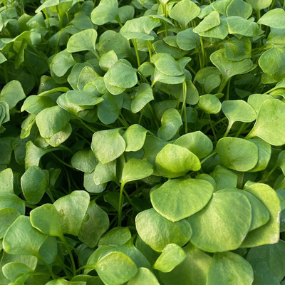 Produktfoto zu Postelein