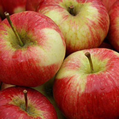 Produktfoto zu Äpfel Cybele