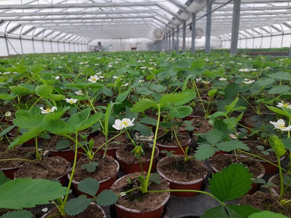 Produktfoto zu Erdbeerpflanze - in wechselnden Sorten