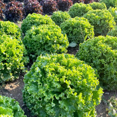 Produktfoto zu Salat der Woche