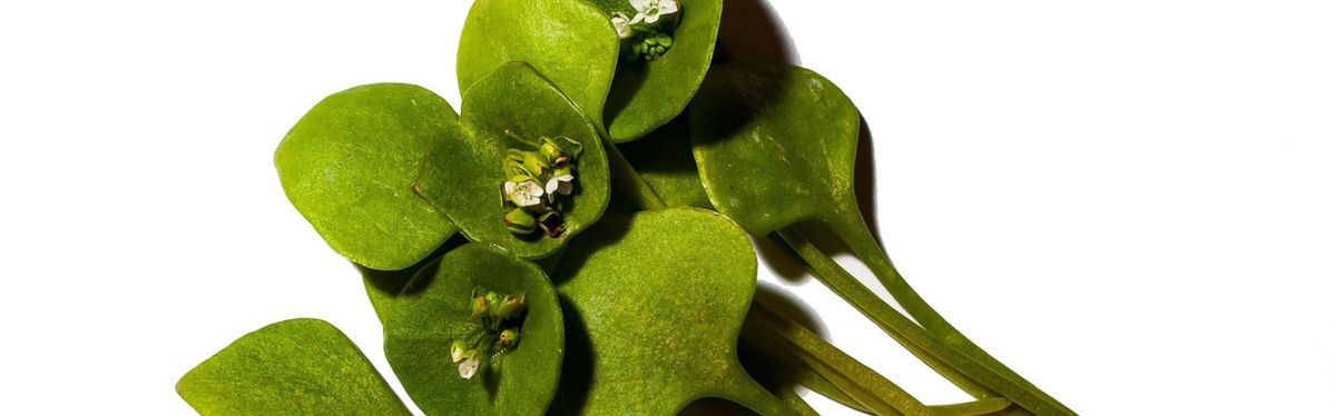 Warenkunde Obst und Gemüse in der Ökokiste