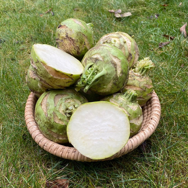 Produktfoto zu Kohlrabi 'Superschmelz'