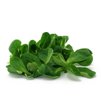 Feldsalat