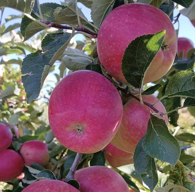 Produktfoto zu Äpfel Rebella