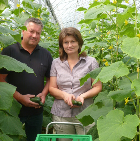 KI generiert: Ein Mann und eine Frau in einem Gewächshaus mit Gurkenpflanzen.