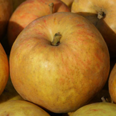 Produktfoto zu Äpfel 'Roter Boskoop'