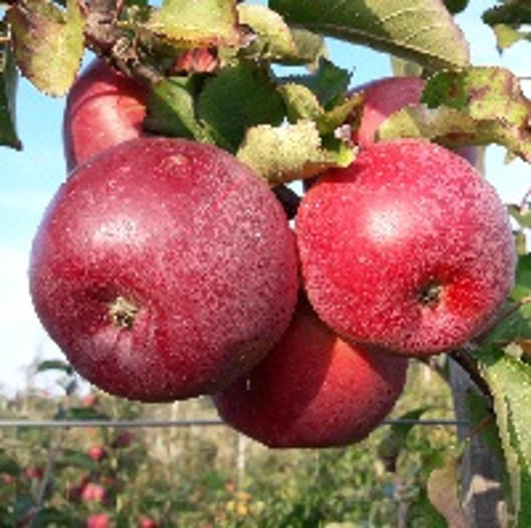 Produktfoto zu Äpfel 'Admiral'