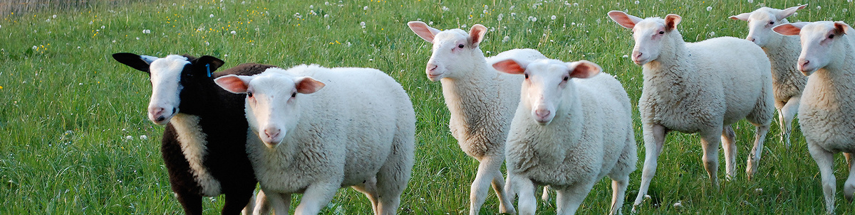 KI generiert: Eine Gruppe Schafe auf einer grünen Wiese, darunter ein schwarzes Schaf.