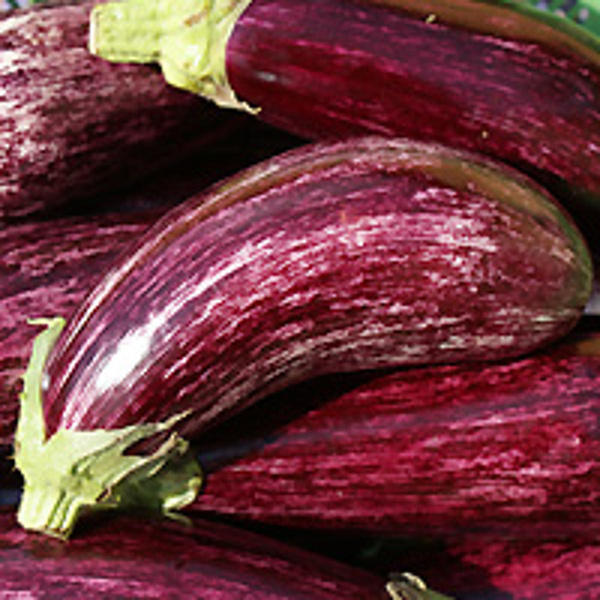 Produktfoto zu Auberginen graffiti