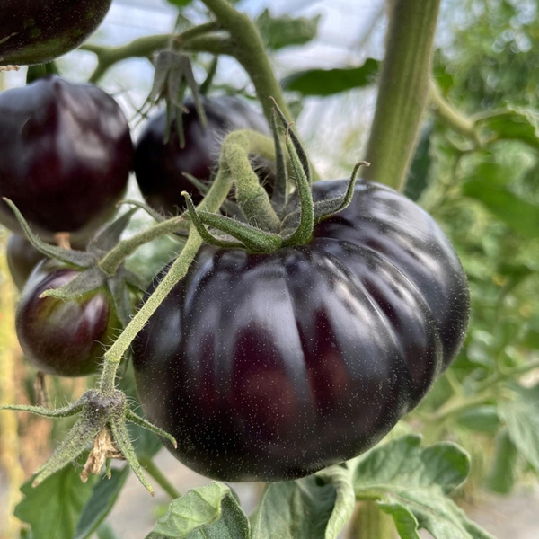 Produktfoto zu Ur-Tomaten schwarz