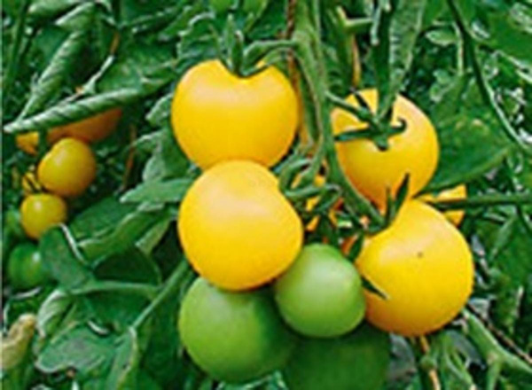Produktfoto zu Tomatenpflanze Goldene Königin