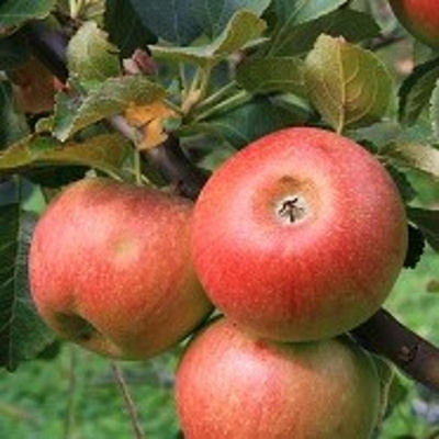 Produktfoto zu Äpfel Alkmene