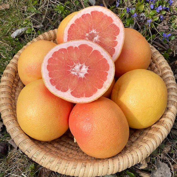 Produktfoto zu Grapefruit