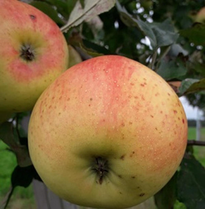 Produktfoto zu Äpfel 'Blumberger Langstiel'