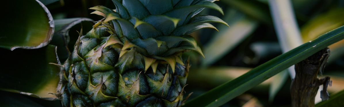 Warenkunde Obst und Gemüse in der Ökokiste