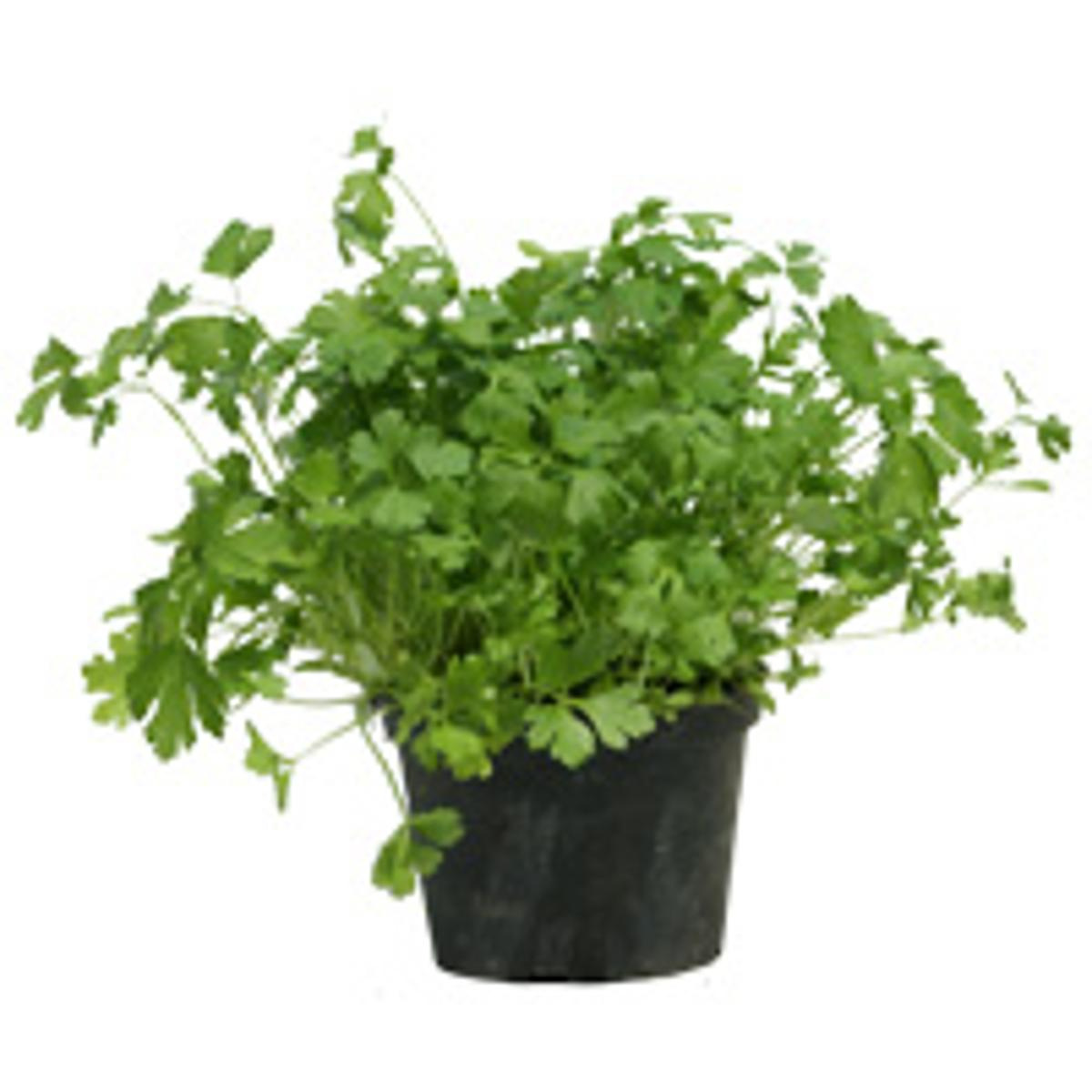 Petersilien Topf