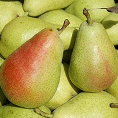 Produktfoto zu Birnen 'Guyot'