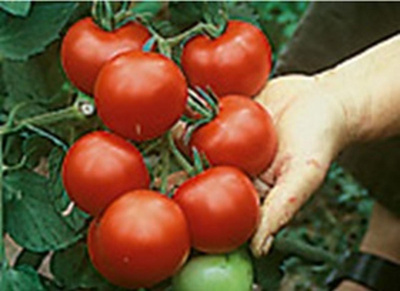 Produktfoto zu Tomatenpflanze Hellfrucht