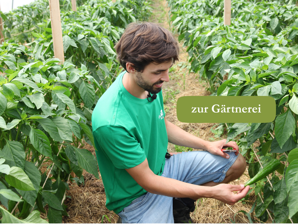 KI generiert: Ein Mann kniet in einem Gewächshaus, erntet Gemüse. Text: "zur Gärtnerei".