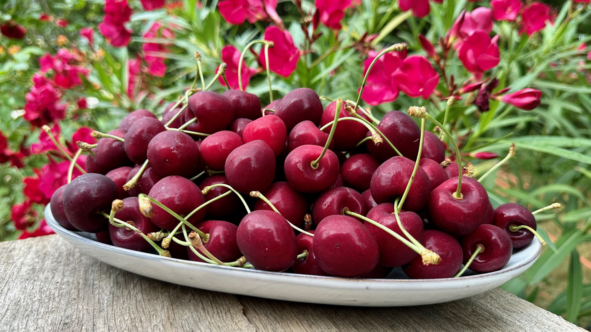 KI generiert: Ein Teller voller roter Kirschen vor unscharfen rosa Blumen im Hintergrund.