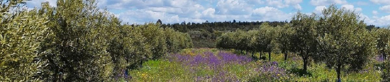 Olivenöl neue Ernte '25