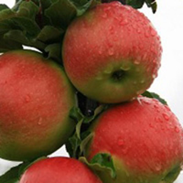 Produktfoto zu Äpfel 'Dorpater Rosenapfel'