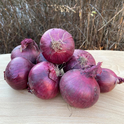 Produktfoto zu Zwiebeln rot
