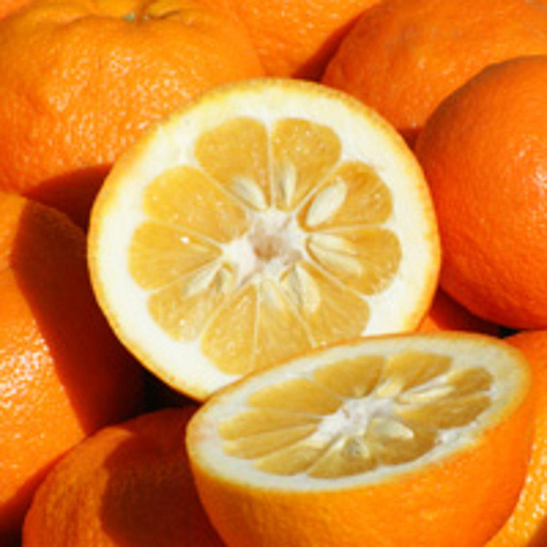 Produktfoto zu Pomeranzen (Bitterorangen)