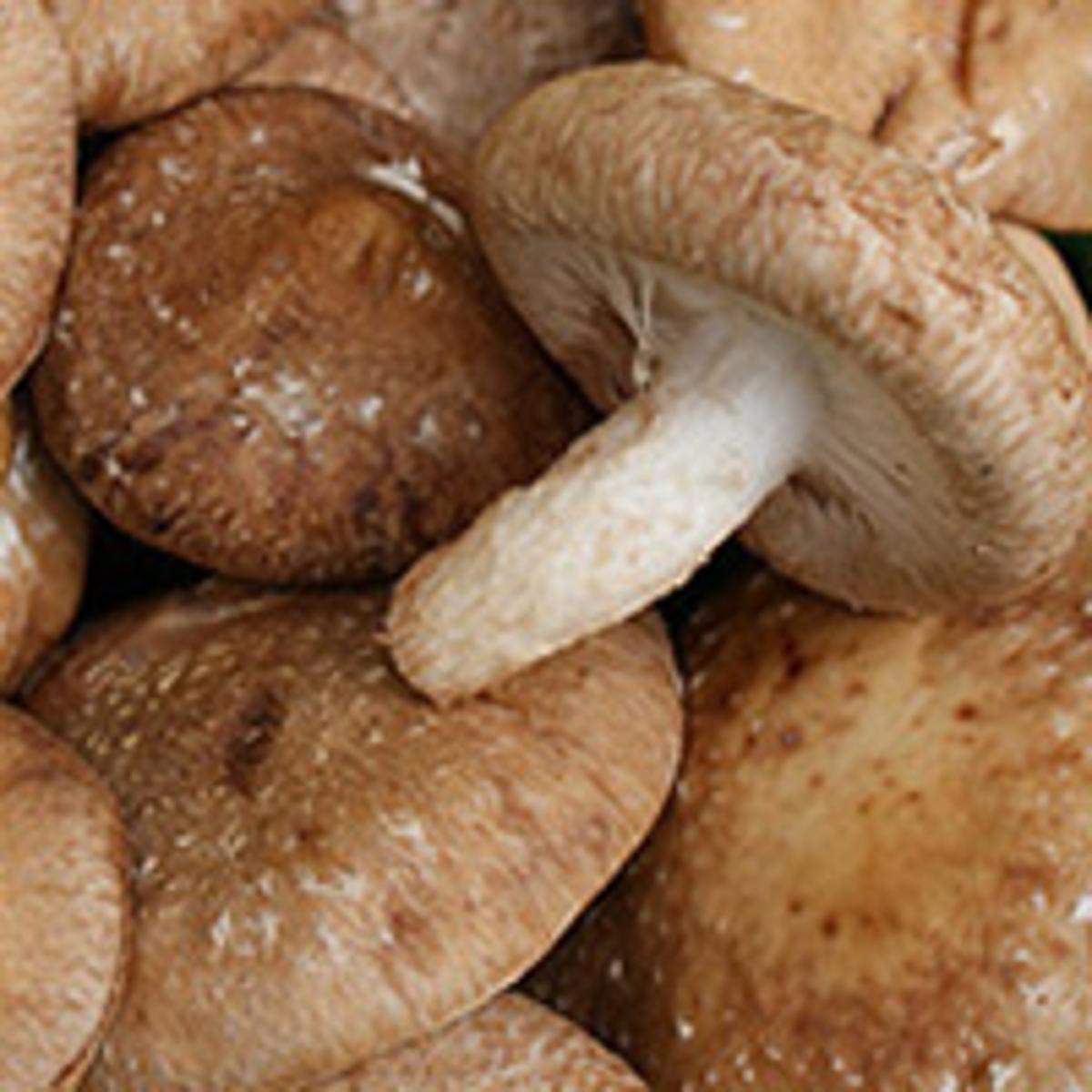 Shiitake - Pilze