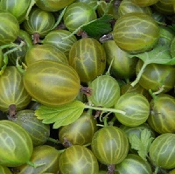 Produktfoto zu Stachelbeere 250 g