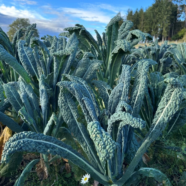 Produktfoto zu Schwarzkohl