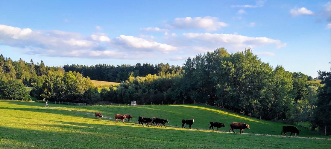KI generiert: Kühe laufen auf einem Weg durch eine grüne Wiese, umgeben von Bäumen und blauem Himmel.