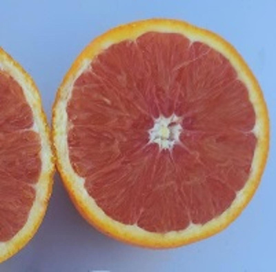 Produktfoto zu Orange rosé (Cara Cara), rote Navelorange