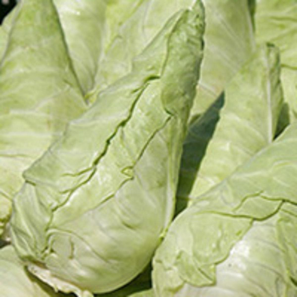 Produktfoto zu Spitzkraut Stück