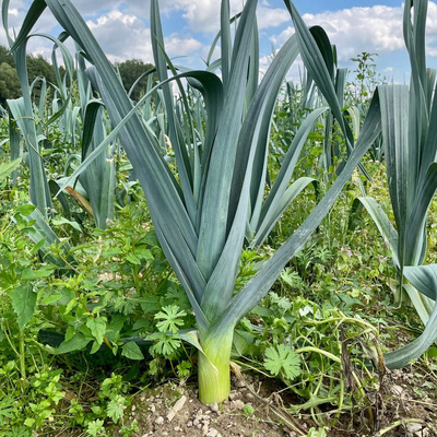Produktfoto zu Lauch