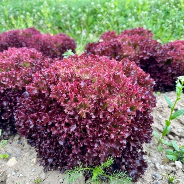 Produktfoto zu Lollo rosso