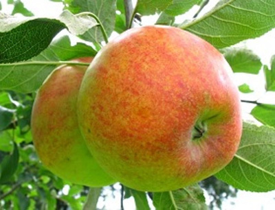 Produktfoto zu Äpfel 'Geheimrat Oldenburg'