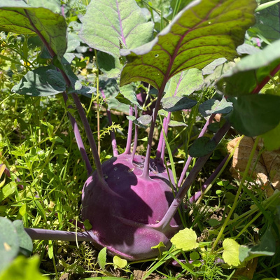 Produktfoto zu Kohlrabi blau