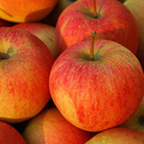 Produktfoto zu Äpfel Pinova