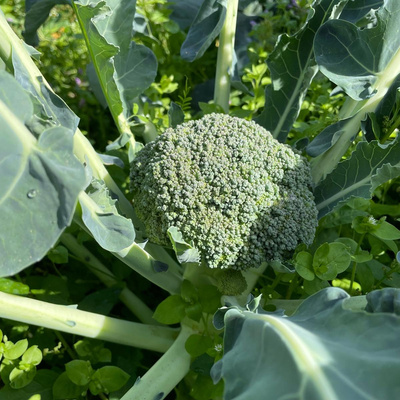 Produktfoto zu Brokkoli