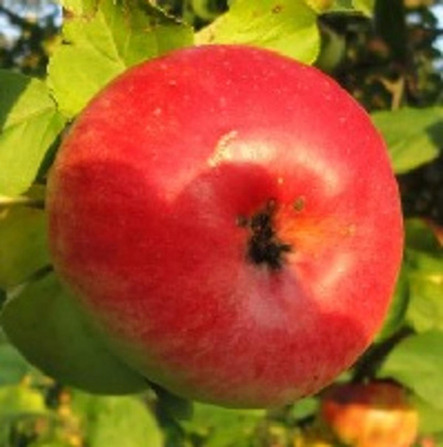 Produktfoto zu Früh-Äpfel Jakob Fischer