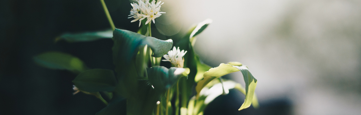 Warenkunde Obst und Gemüse in der Ökokiste