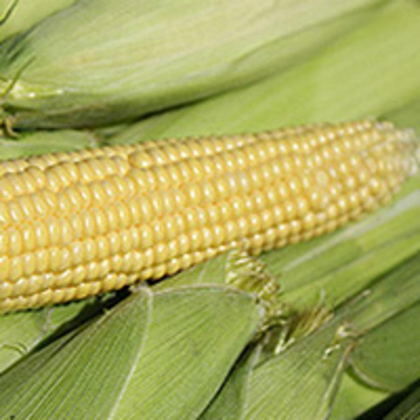 Produktfoto zu Zuckermais frisch
