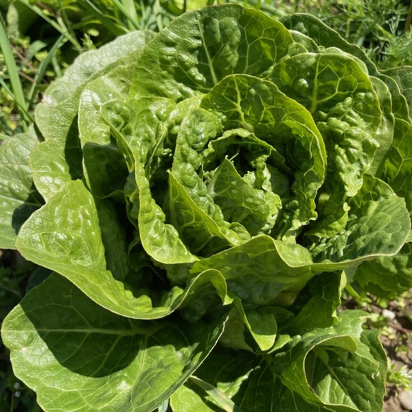 Produktfoto zu Miniromana