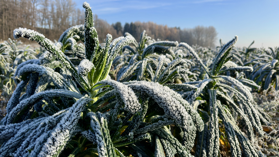 KI generiert: Vereiste Palmkohlblätter auf einem Feld an einem klaren Wintertag. Keine Texte enthalten.